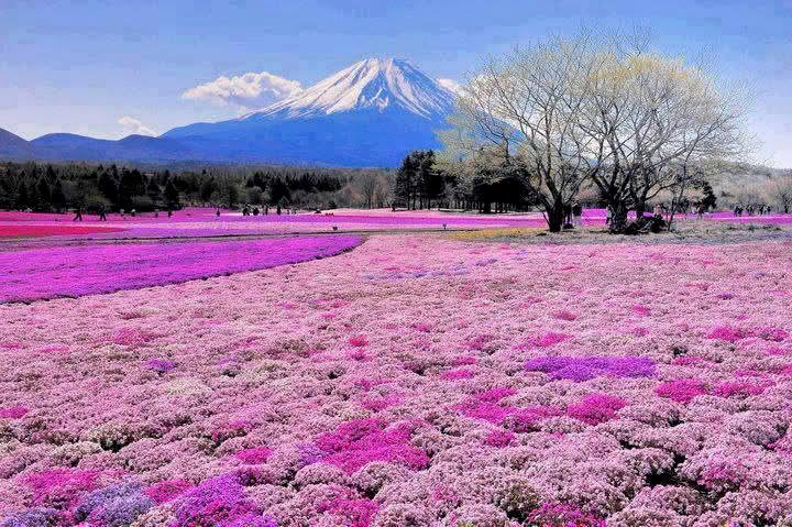 Mount Fuji in the background with a massive carpet of pink flowers