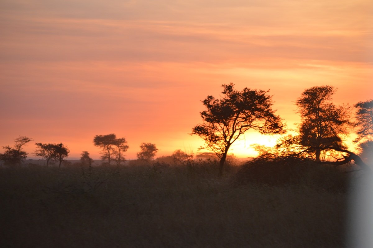 an orange sunrise over the Serengeti